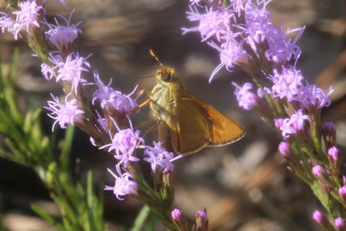 Meske's Skipper