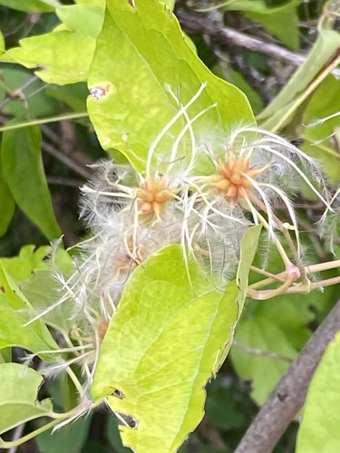 Old man's beard