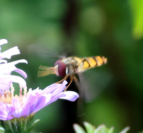 Marmalade Hover Fly