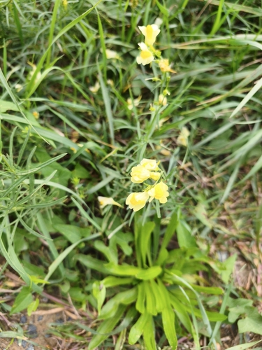 common toadflax