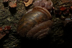 Vespericola shasta