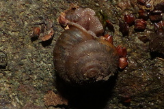 Vespericola shasta