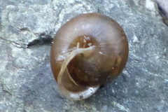 Vespericola shasta