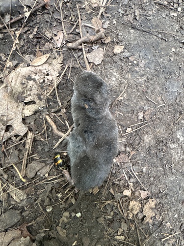 Northern Short-tailed Shrew