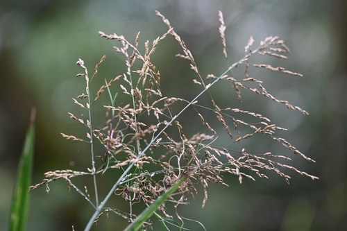 Glyceria maxima, photograph 5