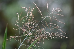 Glyceria maxima, photograph (c) Petr Harant, some rights reserved (CC BY)