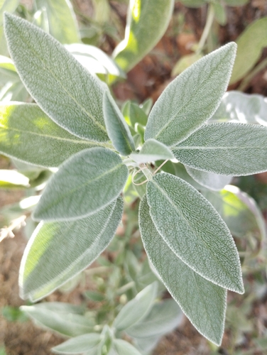 garden sage