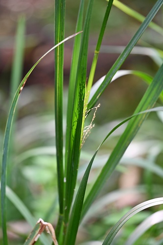 Glyceria maxima, photograph 2