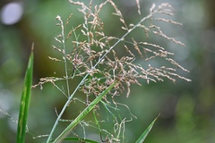 Glyceria maxima, photograph (c) Petr Harant, some rights reserved (CC BY)
