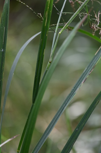Glyceria maxima, photograph 4