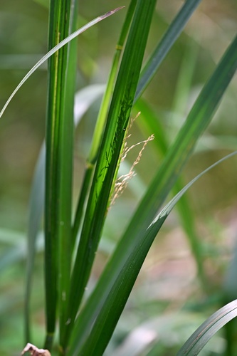 Glyceria maxima, photograph 3