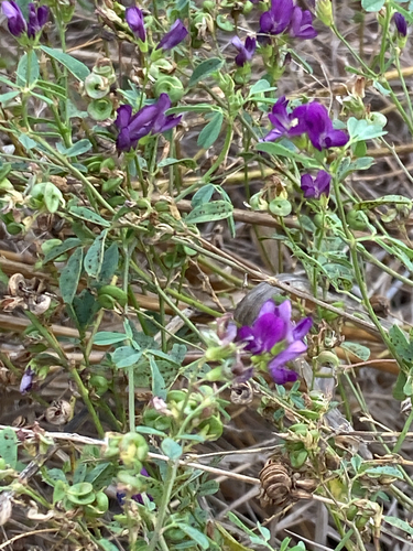 Alfalfa
