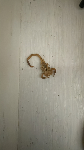 Striped Bark Scorpion
