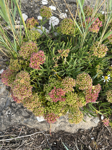 rock samphire