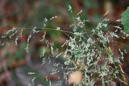 Deschampsia cespitosa, photograph 2