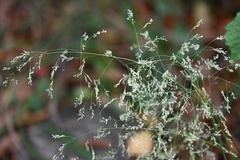Deschampsia cespitosa, photograph (c) Petr Harant, some rights reserved (CC BY)