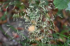 Deschampsia cespitosa, photograph (c) Petr Harant, some rights reserved (CC BY)