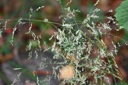 Deschampsia cespitosa, photograph 4