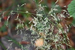Deschampsia cespitosa, photograph (c) Petr Harant, some rights reserved (CC BY)
