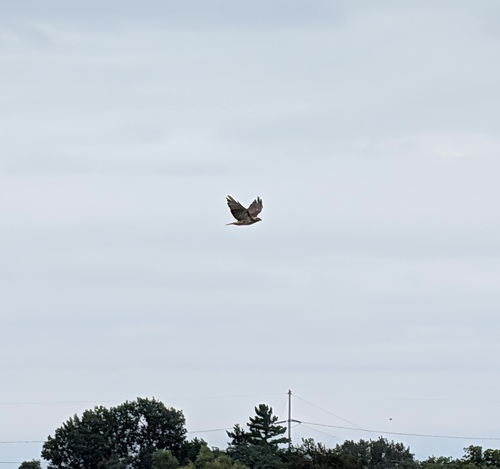 Red-tailed Hawk