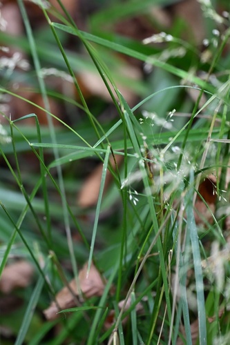Deschampsia cespitosa, photograph 5