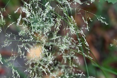 Deschampsia cespitosa, photograph (c) Petr Harant, some rights reserved (CC BY)