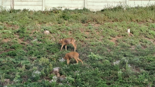 Western Roe Deer