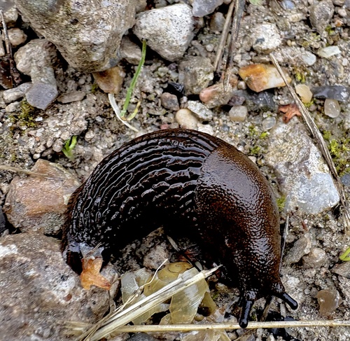 Black Slug