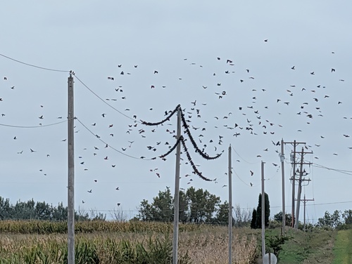 Red-winged Blackbird