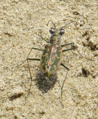 Ellipsoptera hamata