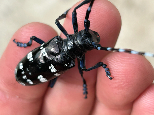 Asian Longhorned Beetle