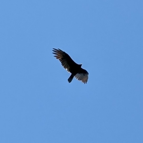Turkey Vulture