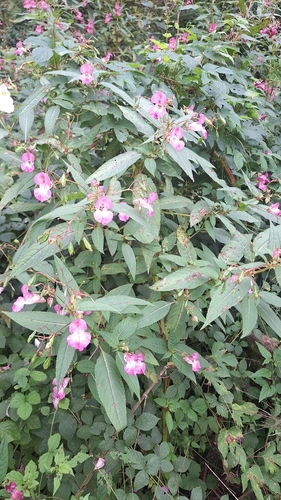 Himalayan balsam