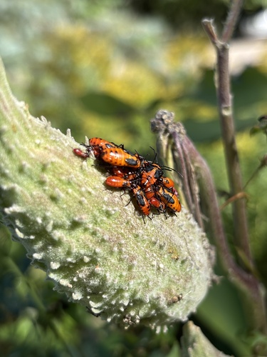 Large Milkweed Bug