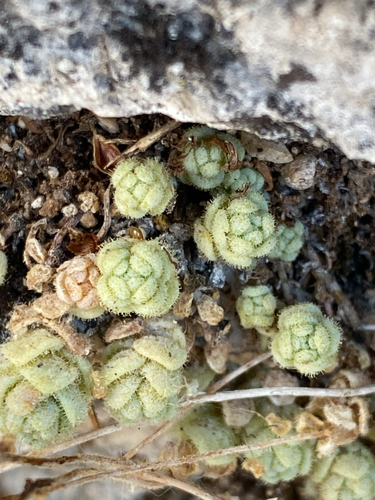thick-leaved stonecrop