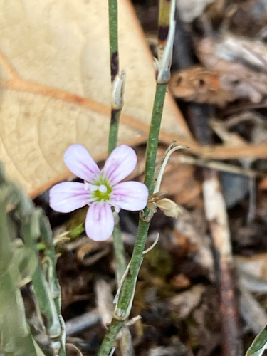 Tunicflower