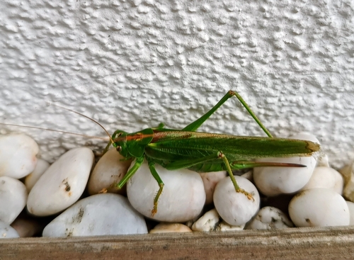 Great Green Bush-cricket