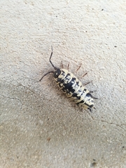 Porcellio ornatus