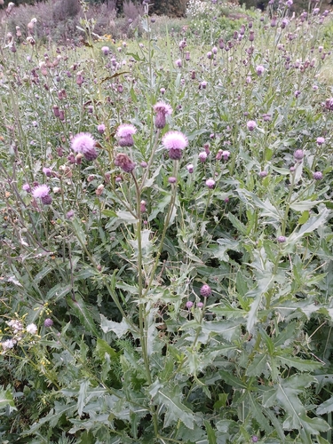creeping thistle