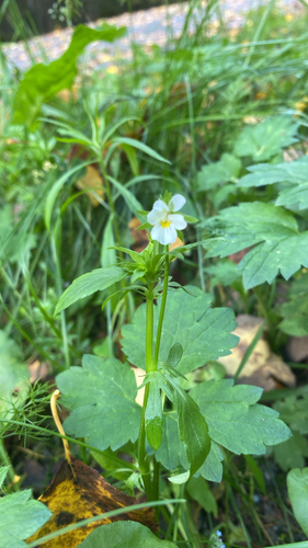 European field pansy