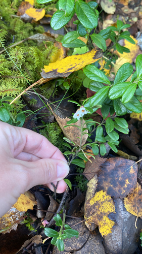 Lingonberry