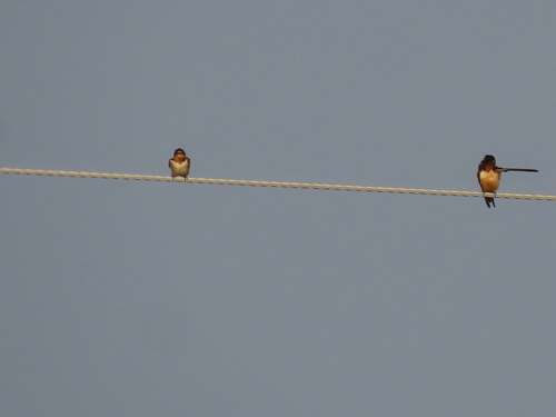 Barn Swallow