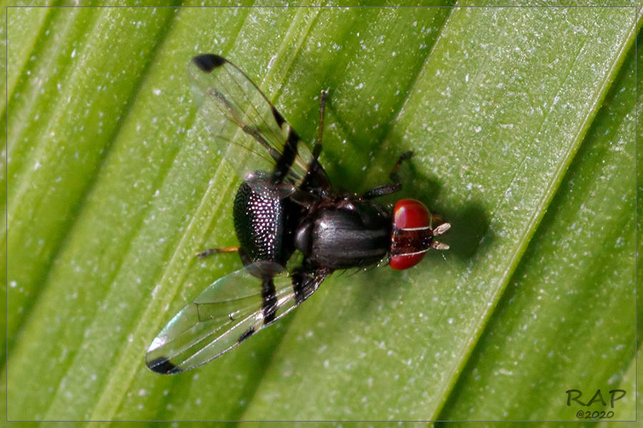 Acrostictella parallela