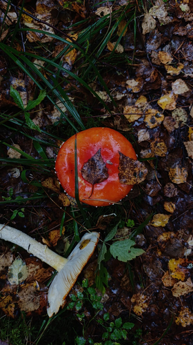 Fly Agaric