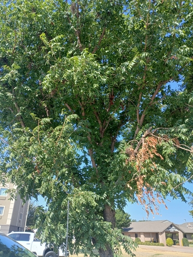 pecan