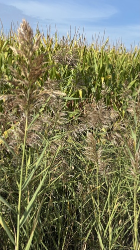 Common Reed