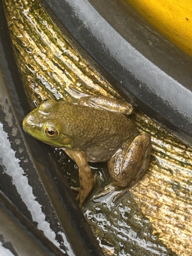 American Bullfrog
