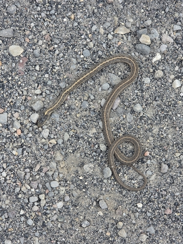 Wandering Garter Snake
