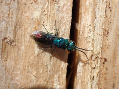 Chrysis fulgida