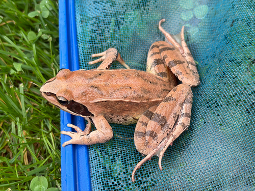 Agile Frog
